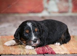 F1B male mini bernedoodle near Chicago Illinois