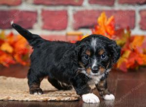 F1B male mini bernedoodle near Chicago Illinois