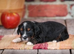 F1B male mini bernedoodle near Chicago Illinois