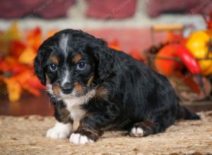 F1B male mini bernedoodle near Chicago Illinois