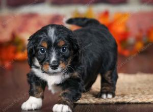 F1B male mini bernedoodle near Chicago Illinois