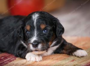 F1B male mini bernedoodle near Chicago Illinois