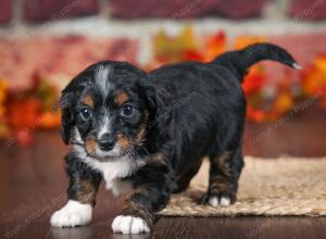 F1B male mini bernedoodle near Chicago Illinois