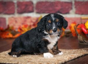 F1B male mini bernedoodle near Chicago Illinois