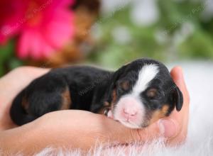 female tiny bernedoodle near Chicago Illinois