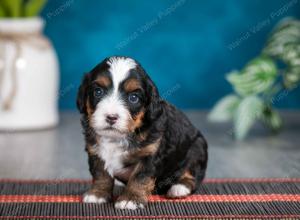 female tiny bernedoodle near Chicago Illinois