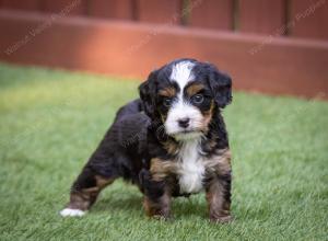 female tiny bernedoodle near Chicago Illinois