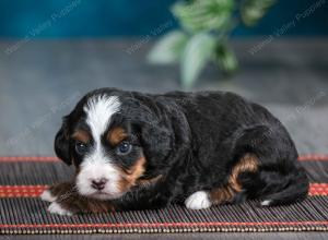 female tiny bernedoodle near Chicago Illinois