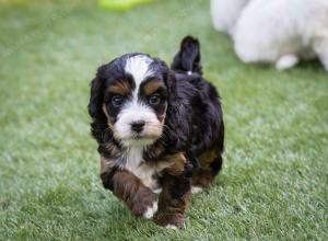 female tiny bernedoodle near Chicago Illinois