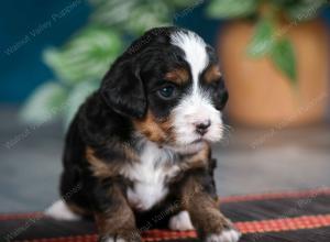 female tiny bernedoodle near Chicago Illinois