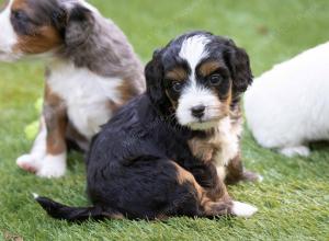 female tiny bernedoodle near Chicago Illinois