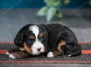 female tiny bernedoodle near Chicago Illinois