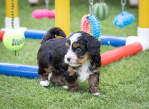 female tiny bernedoodle near Chicago Illinois