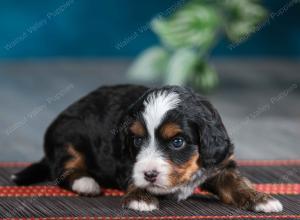 female tiny bernedoodle near Chicago Illinois