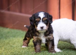 female tiny bernedoodle near Chicago Illinois