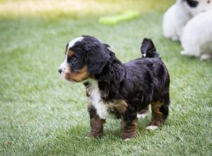 female tiny bernedoodle near Chicago Illinois