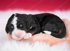 tri-colored female standard bernedoodle near Chicago Illinois