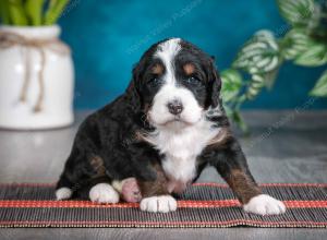 tri-colored female standard bernedoodle near Chicago Illinois