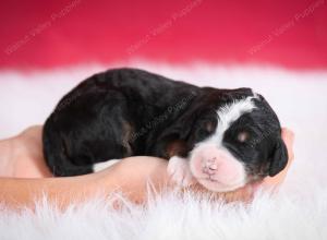 tri-colored female standard bernedoodle near Chicago Illinois