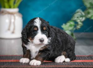 tri-colored female standard bernedoodle near Chicago Illinois