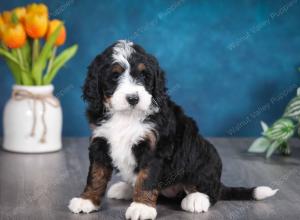 tri-colored female standard bernedoodle near Chicago Illinois