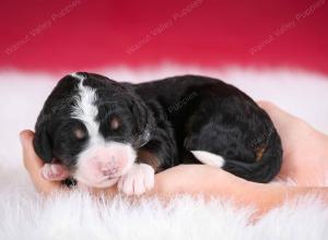 tri-colored female standard bernedoodle near Chicago Illinois