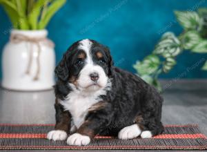 tri-colored female standard bernedoodle near Chicago Illinois