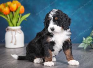 tri-colored female standard bernedoodle near Chicago Illinois