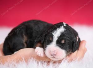 tri-colored female standard bernedoodle near Chicago Illinois