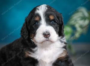 tri-colored female standard bernedoodle near Chicago Illinois