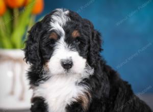 tri-colored female standard bernedoodle near Chicago Illinois