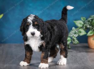 tri-colored female standard bernedoodle near Chicago Illinois