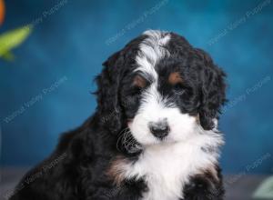 tri-colored female standard bernedoodle near Chicago Illinois