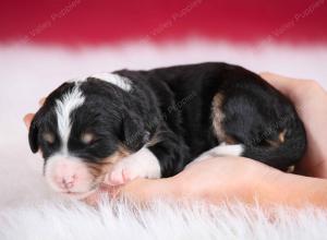 tri-colored female standard bernedoodle near Chicago Illinois