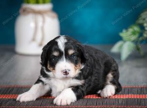 tri-colored female standard bernedoodle near Chicago Illinois