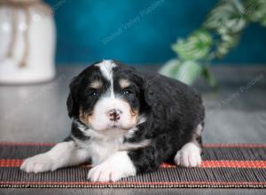 tri-colored female standard bernedoodle near Chicago Illinois
