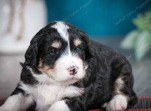 tri-colored female standard bernedoodle near Chicago Illinois