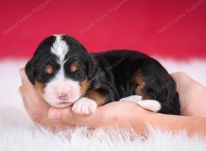 tri-colored female standard bernedoodle near Chicago Illinois