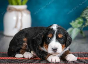 tri-colored female standard bernedoodle near Chicago Illinois