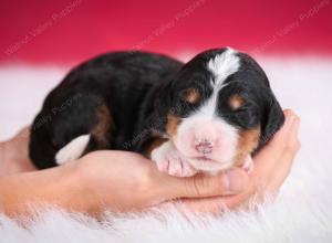 tri-colored female standard bernedoodle near Chicago Illinois