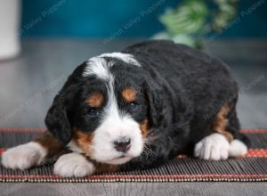 tri-colored female standard bernedoodle near Chicago Illinois