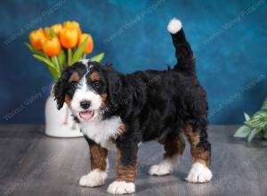 tri-colored female standard bernedoodle near Chicago Illinois