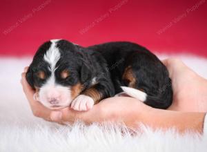 tri-colored female standard bernedoodle near Chicago Illinois