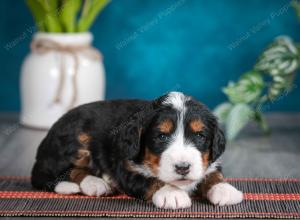 tri-colored female standard bernedoodle near Chicago Illinois