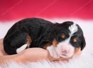 tri-colored female standard bernedoodle near Chicago Illinois