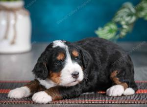 tri-colored female standard bernedoodle near Chicago Illinois