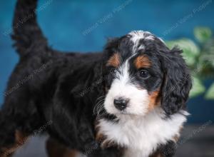 tri-colored female standard bernedoodle near Chicago Illinois