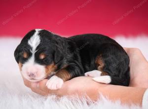 tri-colored female standard bernedoodle near Chicago Illinois