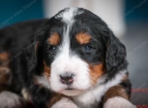 tri-colored female standard bernedoodle near Chicago Illinois