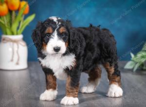 tri-colored female standard bernedoodle near Chicago Illinois